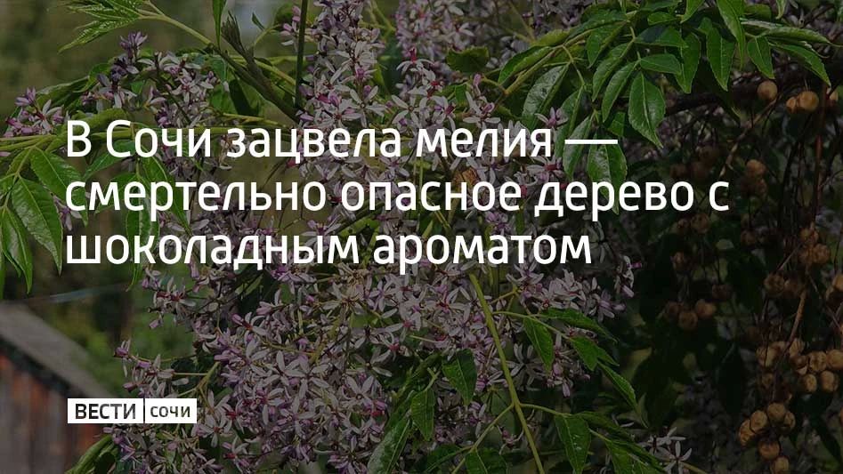 В начале лета в Сочи цветет мелия ацедарах — ее еще называют персидской сиренью, хотя к сирени она имеет условное отношение