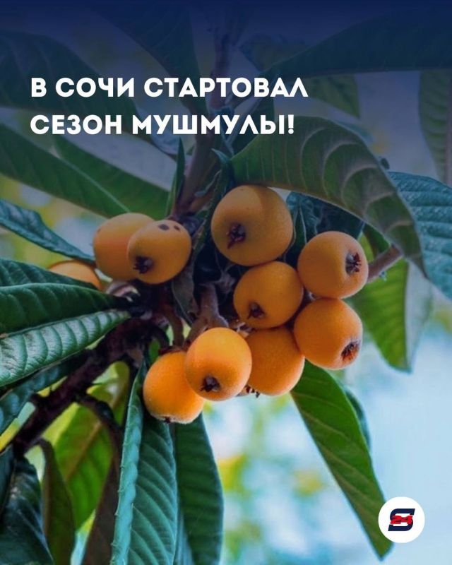 Солнечный сезон в Сочи: на рынках появилась долгожданная мушмула!