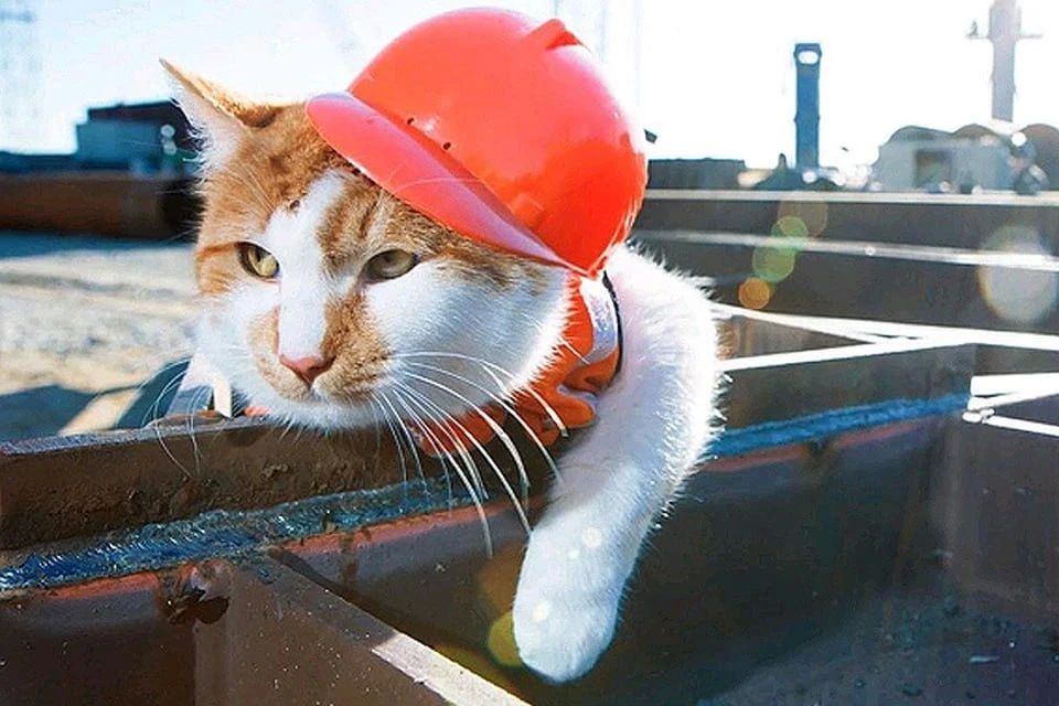 Россиянам разрешили брать домашних животных с собой на работу, но есть условие