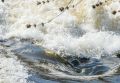 На реке Кубани в Крымском районе строят временную дамбу