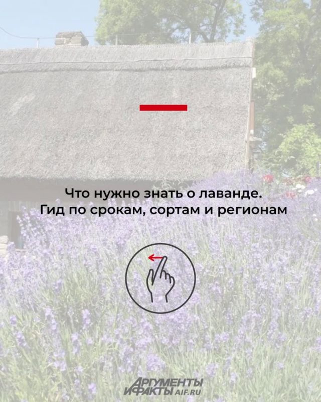 Когда цветет лаванда в 2026 году в России?
