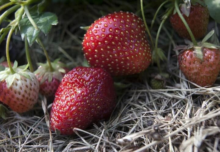 Лямблии, гепатит и не только: чем опасны немытые ягоды