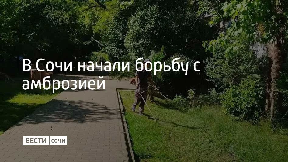 В Сочи начали уничтожать амброзию полыннолистную