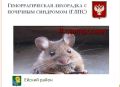 ��������������� ��������� � �������� ��������� (����)-�������� ��������-�������� ��������, ������������ ������� �������� �����������, ������������� � ��������� ��������