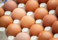 Яйца, хлеб и молоко: какие продукты могут стать дешевле