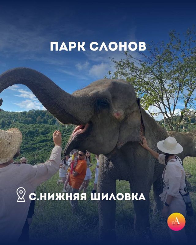 ПАРК СЛОНОВ В СОЧИ СНОВА ОТКРЫТ!