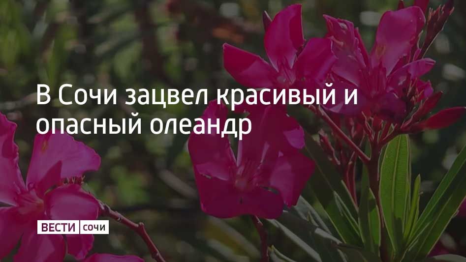 В Сочи начинается массовое цветение олеандра