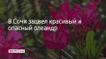 В Сочи начинается массовое цветение олеандра