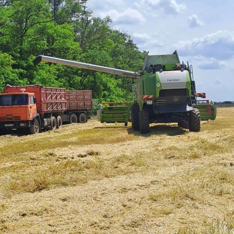 В Ейском районе в разгаре уборка зерновых колосовых и зернобобовых культур 2026 года