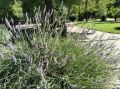 Информация о качестве атмосферного воздуха в городе Новороссийске за период наблюдений 22 – 23 июня
