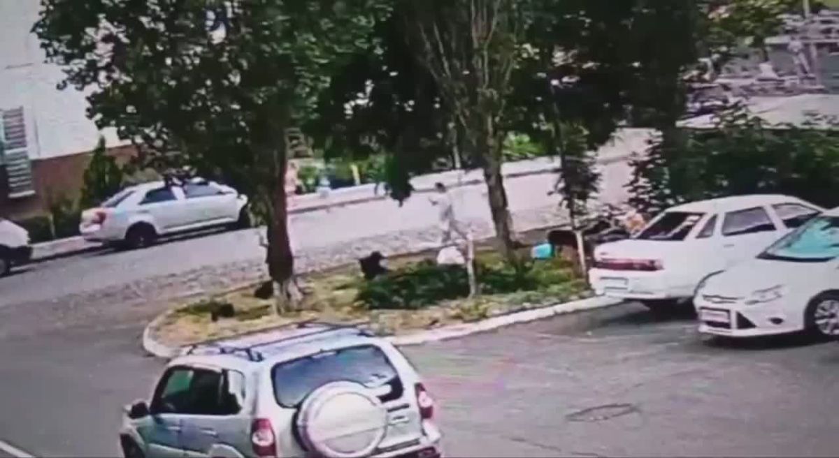 Стая собак напала на школьницу в Краснодаре