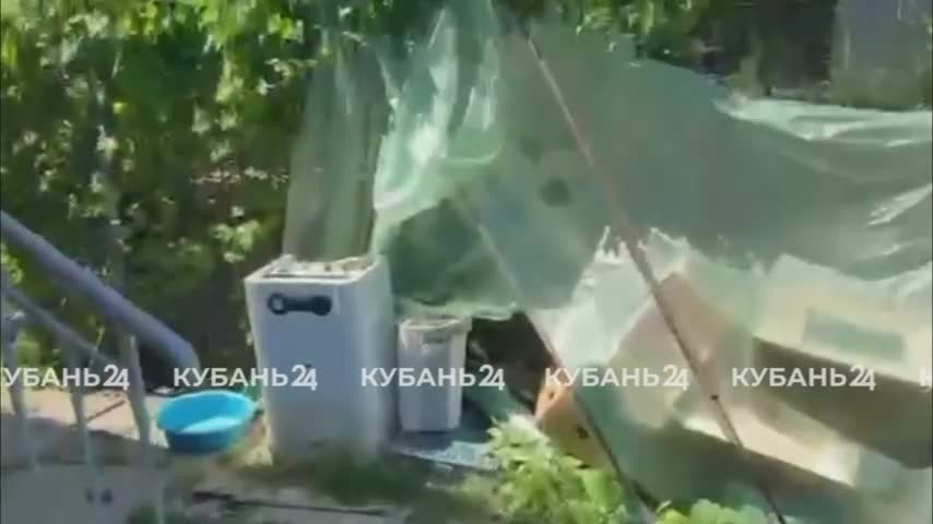 Появились подробности смертельного нападения макаки на пенсионерку в Адыгее