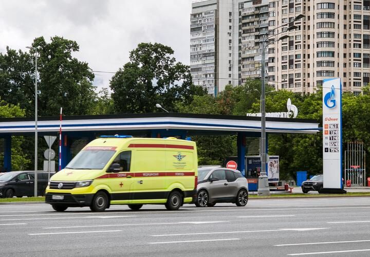 Стая собак напала на девочку в Краснодаре — полиция начала проверку