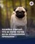 В Сочи после прогулки погиб домашний мопс