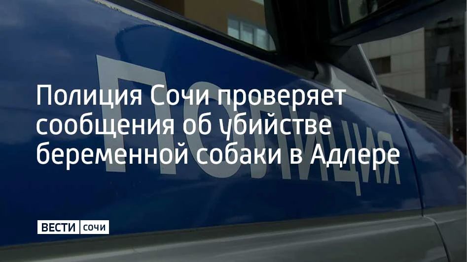 В Адлерском районе Сочи полиция начала проверку после публикаций в соцсетях об убийстве бездомной беременной собаки, сообщает пресс-служба ведомства