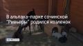В парке “Ривьера” в Сочи пополнение, но не у альпака, а у коз породы камори