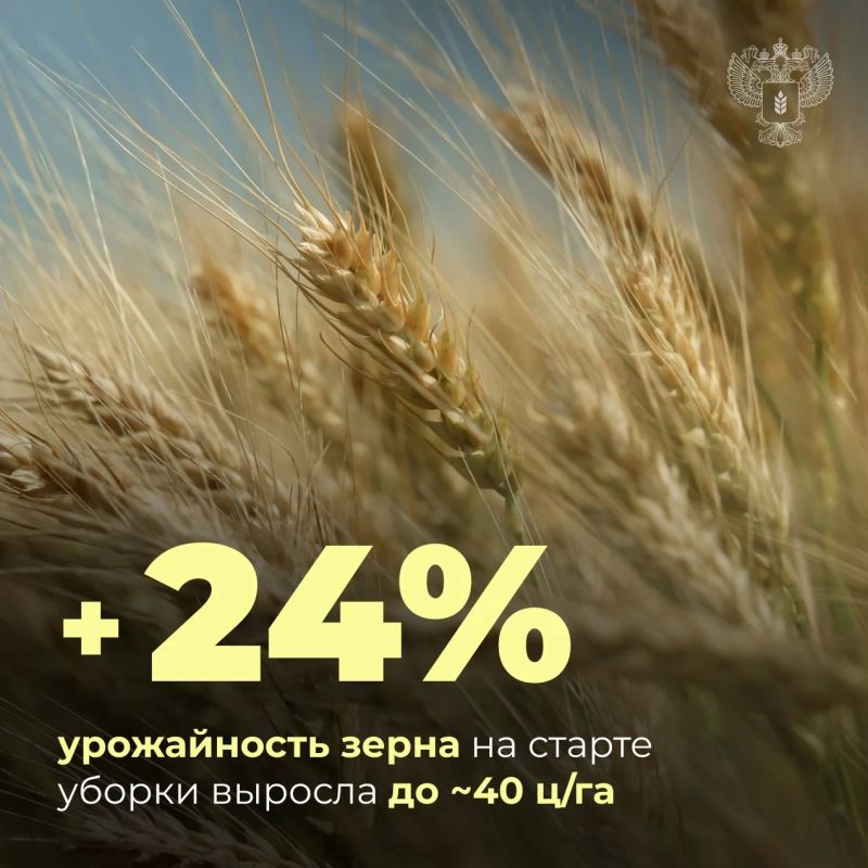Урожайность зерна увеличилась почти на четверть