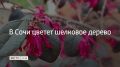 В сочинском Дендрарии цветет альбиция ленкоранская, которую называют шелковистой акацией или сонным деревом, рассказали в пресс-службе парка