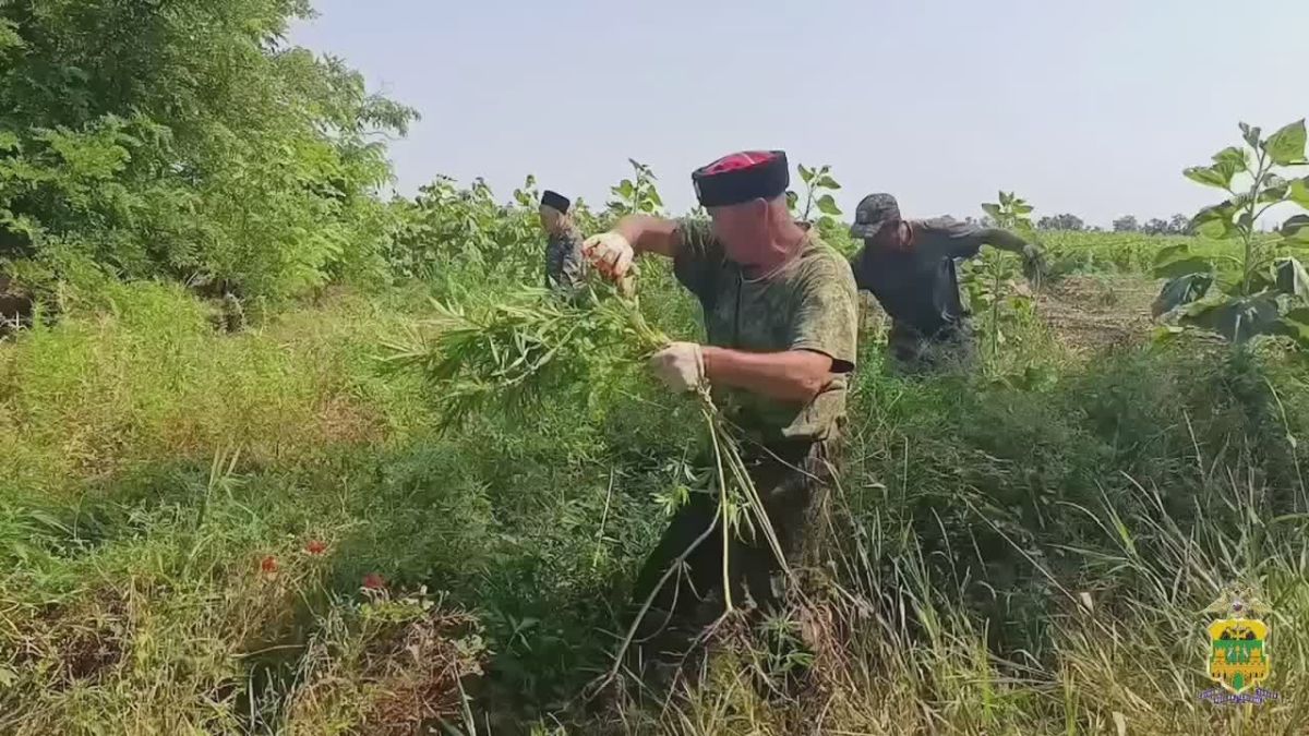 Свыше 8000 кустов дикой конопли уничтожено в Ейском районе