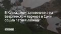 В Кавказском заповеднике на Бзерпинском карнизе в Сочи сошла летняя лавина