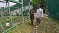 Сегодня в России отмечают День переднеазиатского леопарда — одного из самых редких хищников страны, занесенного в Красную книгу