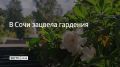В Сочи зацвела гардения. В сочинском Дендрарии распустилась гардения жасминоцветковая — ближайший родственник кофе
