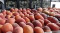 Россия ограничит поставки турецких фруктов - Россельхознадзор