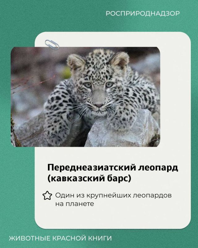 15 июля в России отмечался День переднеазиатского леопарда — одного из самых редких хищников нашей страны