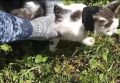 В одной из российских колоний задержали кота-наркокурьера
