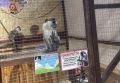 Мартышки без документов: в одном из зоопарков Кубани держали животных без лицензии