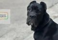 «Она взяла его даром, а продаёт за 40 тысяч»: история щенка, который стал заложником человеческой алчности