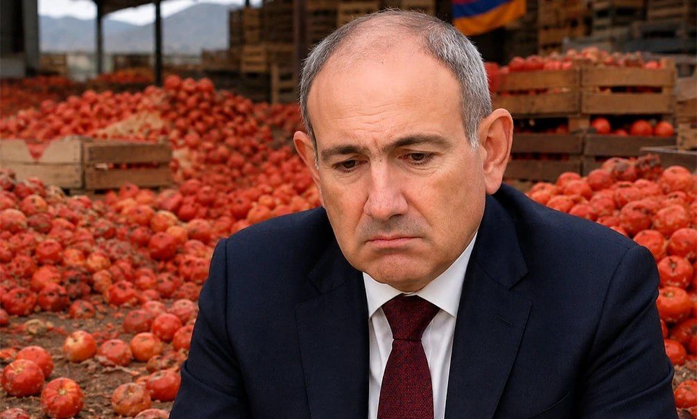 ЕС кинул Пашиняна и отказался от армянских помидоров: в России урожай не берут – томаты гниют в полях