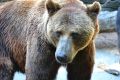 Российские ученые ответили на вопрос: что делать с дикими медведями, приспособившимися жить рядом с человеком