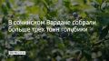 В хозяйстве поселка Вардане Лазаревского района Сочи собрали более трех тонн голубики в 2026 году — это на 50% больше, чем в прошлом, сообщили в администрации города