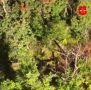 Вот так новороссийские десантники беспилотниками зачищают позиции ВСУшников на ореховском направлении