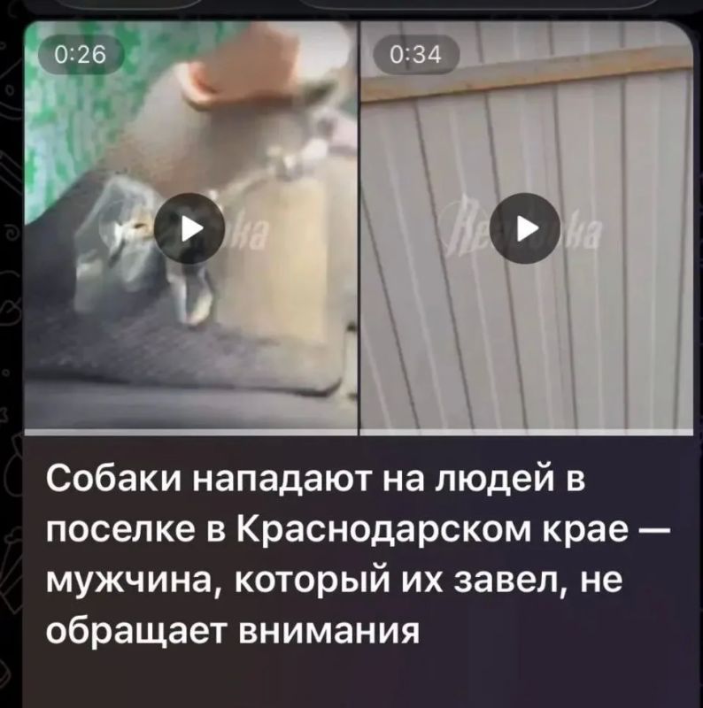 В ходе мониторинга сети Интернет полицейскими выявлена публикация, автор которой сообщает, что в посёлке Заречный Белореченского района стая собак нападает на людей