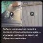 В ходе мониторинга сети Интернет полицейскими выявлена публикация, автор которой сообщает, что в посёлке Заречный Белореченского района стая собак нападает на людей