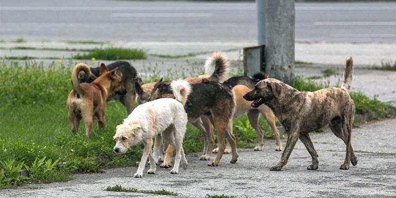 В Краснодаре проведут отлов бродячих собак