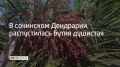 Бутия головчатая зацвела в сочинском парке "Дендрарий"