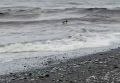 В Сочи собака застряла в морской ловушке: мощные волны жестоко отдаляли животное от берега, накрывая с головой