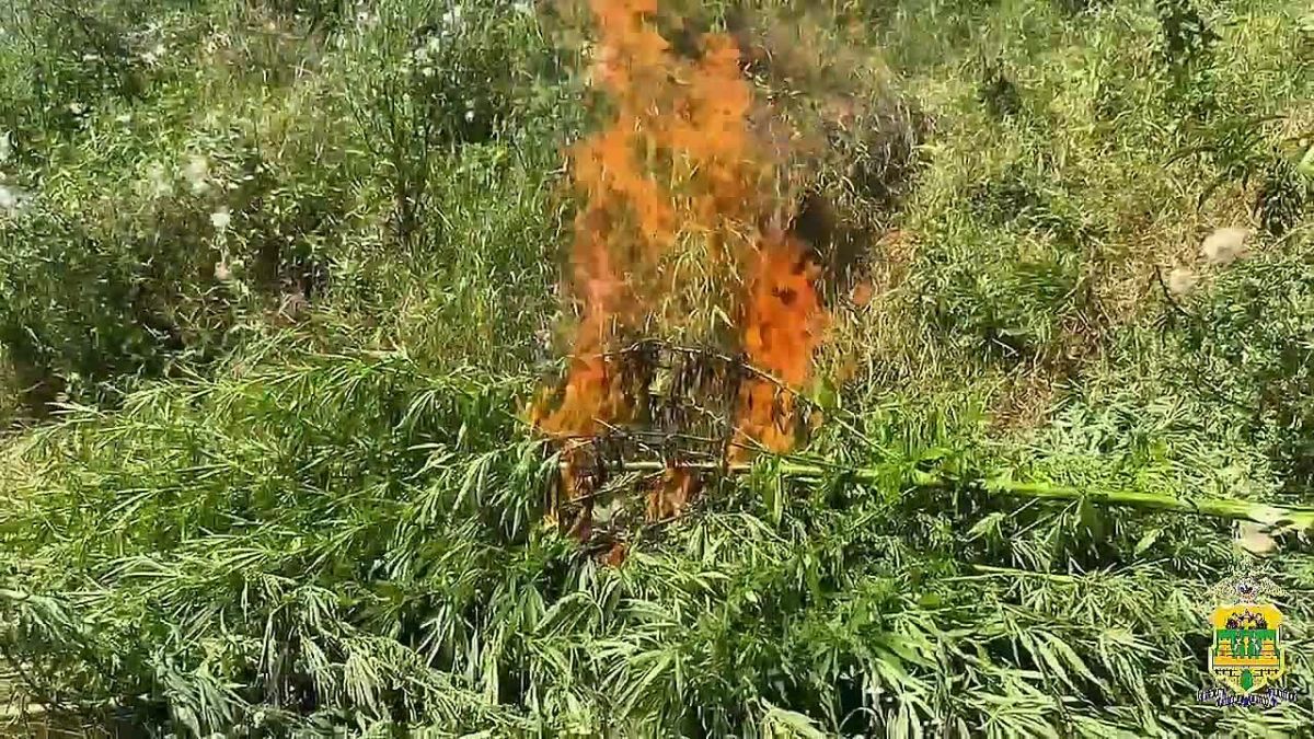 Почти 500 кустов дикой конопли уничтожили полицейские