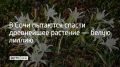 В Сочи пытаются спасти древнейшее растение — белую лиллию
