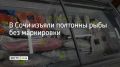 � ��������� �������� �� ����� �������� ������� ������������ 505 �� ������ ��������� ��� ������������ ����������, �������� � ��������� ���