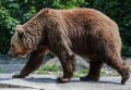 «Ходим с ружьями, не спим ночами»: в российском регионе медведь-людоед держит в страхе целое село