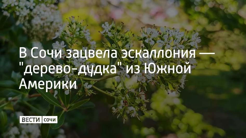 В Сочи зацвела эскаллония — "дерево-дудка" из Южной Америки