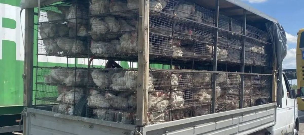 В Успенском районе на посту ДПС поймали нелегального куровоза