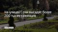 До конца года в Сочи планируют высадить больше 200 тысяч цветочных саженцев, сообщили в администрации курорта