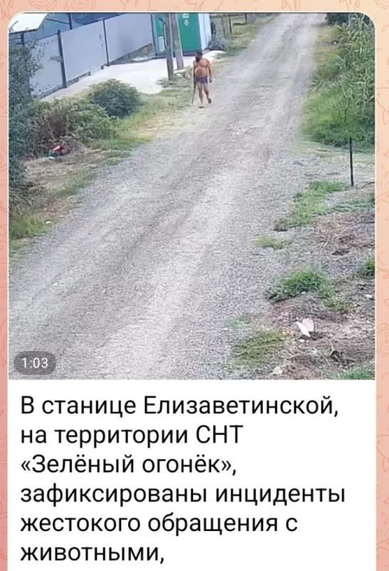 В дежурную часть УМВД России по г. Краснодару поступило заявление по факту жестокого обращения с животным в станице Елизаветинской