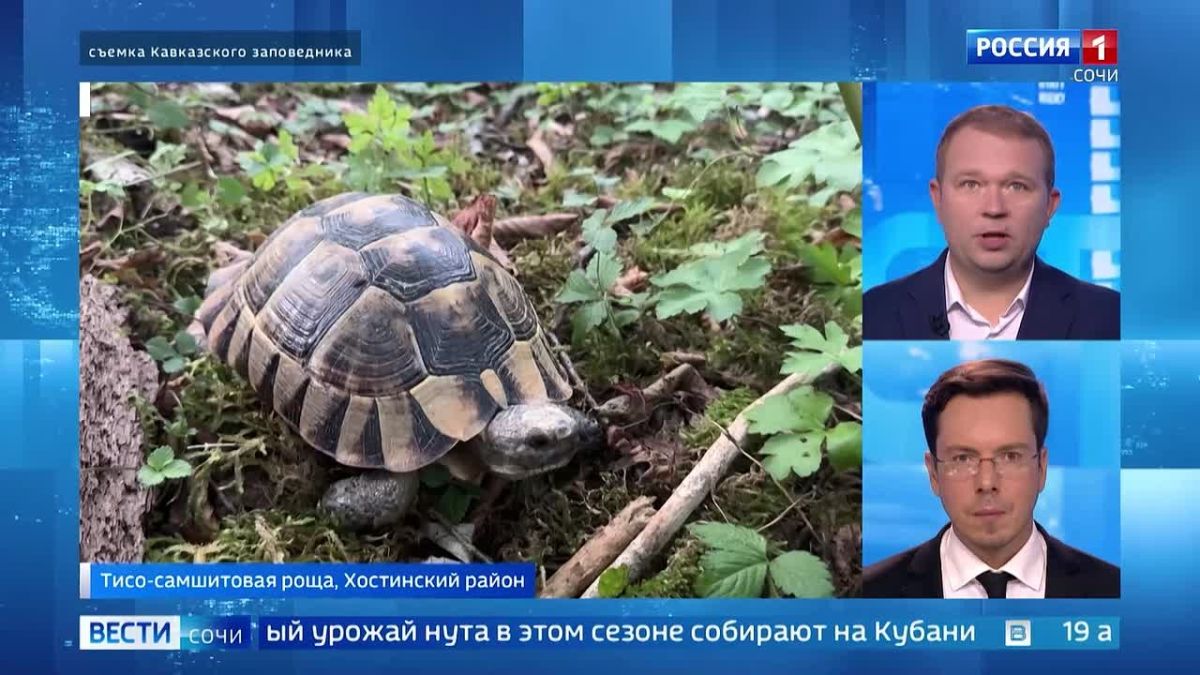 В Кавказском заповеднике спасли краснокнижную черепаху