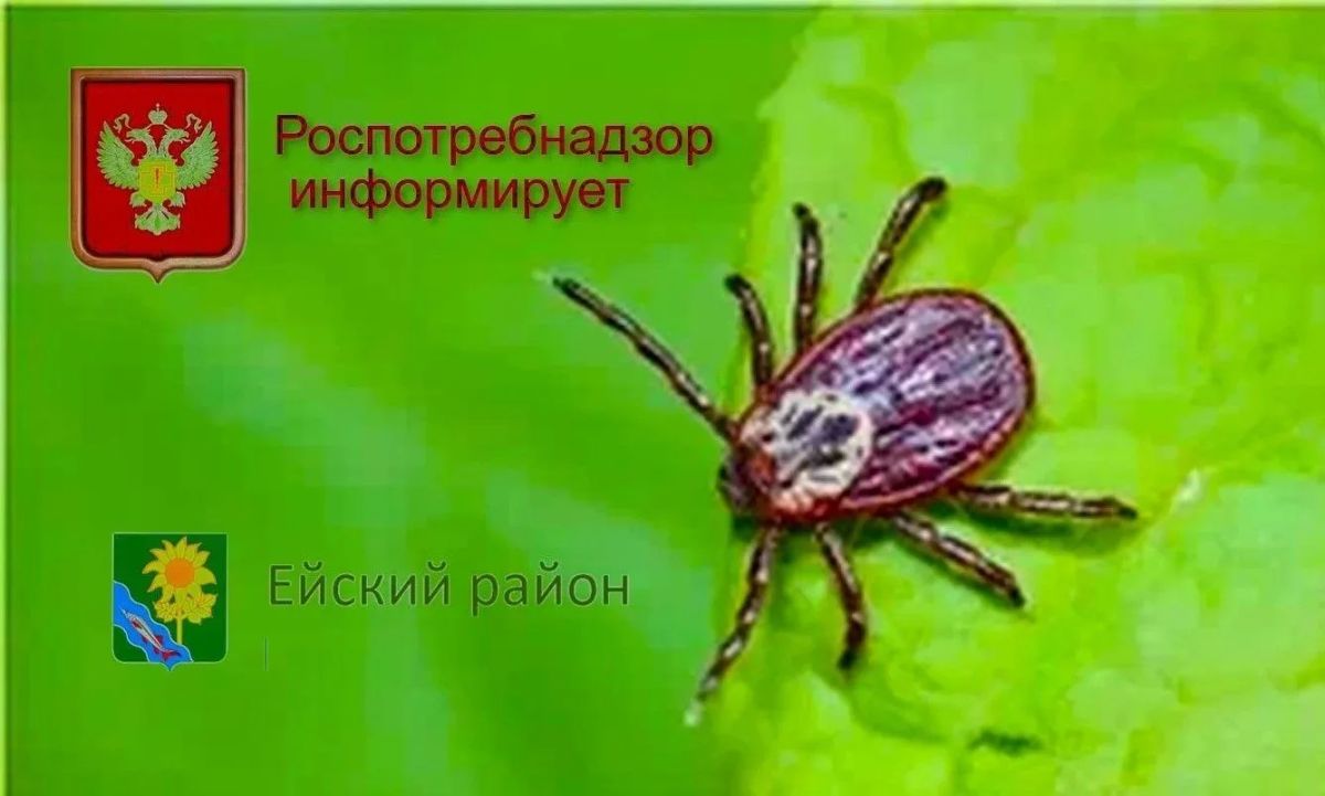 Укус клеща может остаться незамеченным